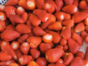 En La Araucanía Corfo e IncubatecUFRO ejecutan SSAF desafío Agrifood