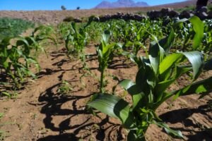 Corfo anuncia nuevos programas por más de .000 millones para el desarrollo sostenible en la agricultura
