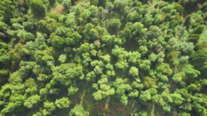 Corfo transforma el sector forestal en Aysén con innovación y sostenibilidad