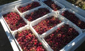 Programa PTI Araucanía Frutícola impulsa la reconversión agrícola en la región