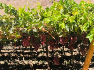 Atacama: Iniciativa de Corfo y Gobierno Regional busca contribuir a la sostenibilidad de la fruticultura local