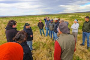 Iniciativa de INIA Kampenaike con apoyo de Corfo potenciará el peso de los corderos y la rentabilidad de los productores locales