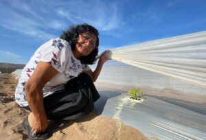 Arica y Parinacota: Aplicará tecnología para optimizar uso hídrico en la producción intensiva de papayas