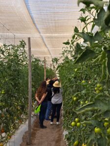 Arica y Parinacota: Comité Desarrollo Productivo aprobó continuidad de programa hortalizas